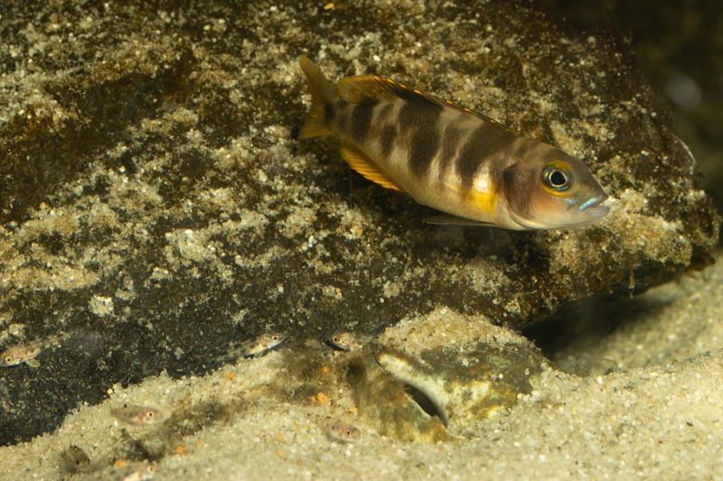Lepidiolamprologus boulengeri 'Kigoma'